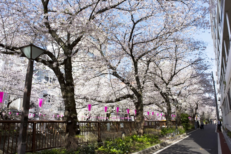 春の東京散策（目黒川）