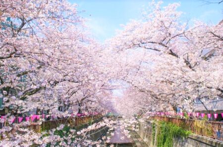 Tokyo☆春の目黒川さんぽ（目黒川）