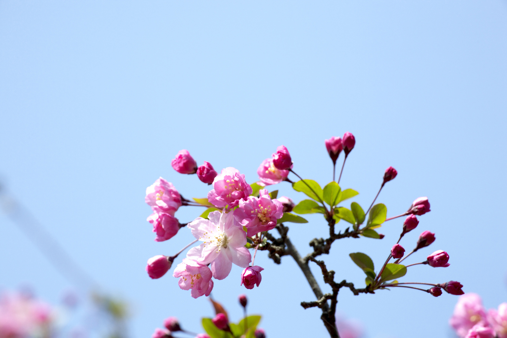 Tokyo☆春の庭園交流会（浜離宮恩賜庭園）
